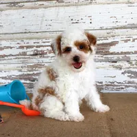 Nacho, a male Poodle - Miniature  for sale in Chatham, VA – 3 of 5