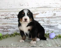 Macy, a female Bernese Mountain Dog for sale in Chatham, VA – Photo 3 of 4