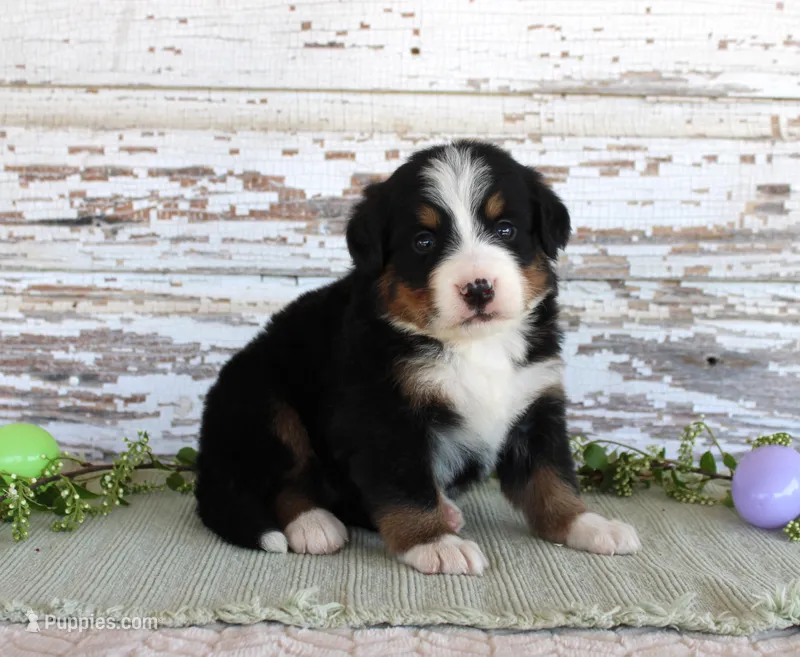 Macy – Bernese Mountain Dog puppy for sale in Chatham, VA