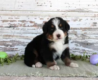 Macy, a female Bernese Mountain Dog for sale in Chatham, VA – Photo 1 of 4