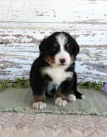 Macy, a female Bernese Mountain Dog for sale in Chatham, VA – Photo 4 of 4