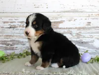 Macy, a female Bernese Mountain Dog for sale in Chatham, VA – Photo 2 of 4