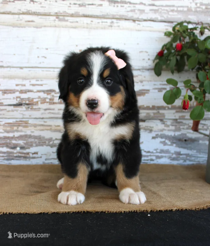 Macy – Bernese Mountain Dog puppy for sale in Chatham, VA