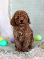 Herbie, a male Poodle - Toy  for sale in Chatham, VA – Photo 2 of 3
