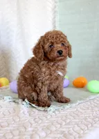 Herbie, a male Poodle - Toy  for sale in Chatham, VA – Photo 1 of 3