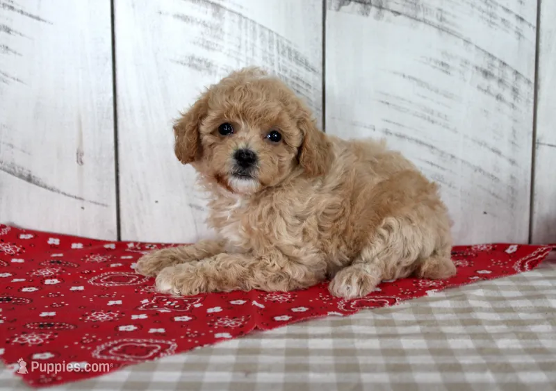 Joy – Poodle - Toy  puppy for sale in Chatham, VA