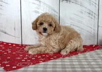 Joy, a female Poodle - Toy  for sale in Chatham, VA – 1 of 5