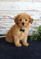 Tyler, a male Poodle - Toy  for sale in Chatham, VA – 2 of 3