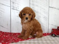 Bridget, a female Poodle - Toy  for sale in Chatham, VA – 3 of 5