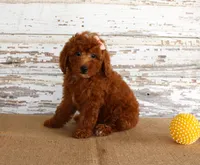 Nicki, a female Poodle - Miniature  for sale in Chatham, VA – 2 of 4
