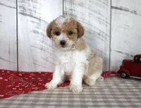 Jip, a male Poodle - Toy  for sale in Chatham, VA – 1 of 4