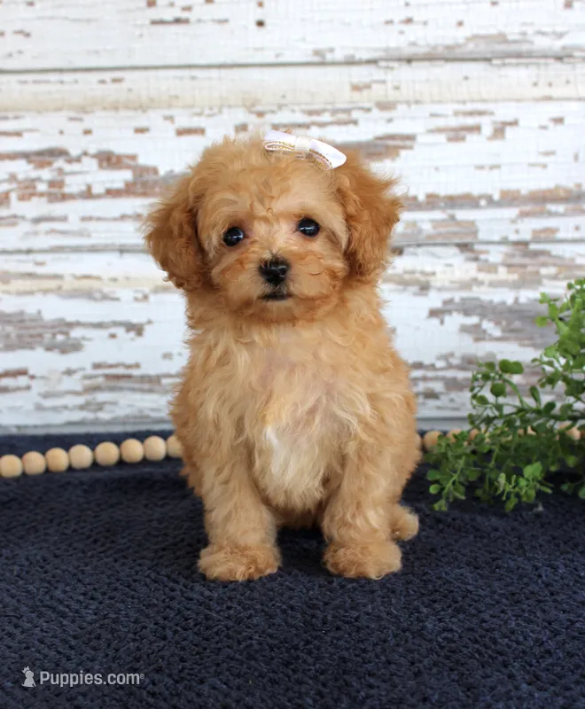 Tammi – Poodle - Toy  puppy for sale in Chatham, VA