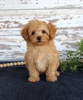 Tammi, a female Poodle - Toy  for sale in Chatham, VA – 1 of 3