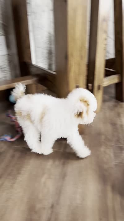 Nacho, a male Poodle - Miniature  for sale in Chatham, VA – 10 of 10