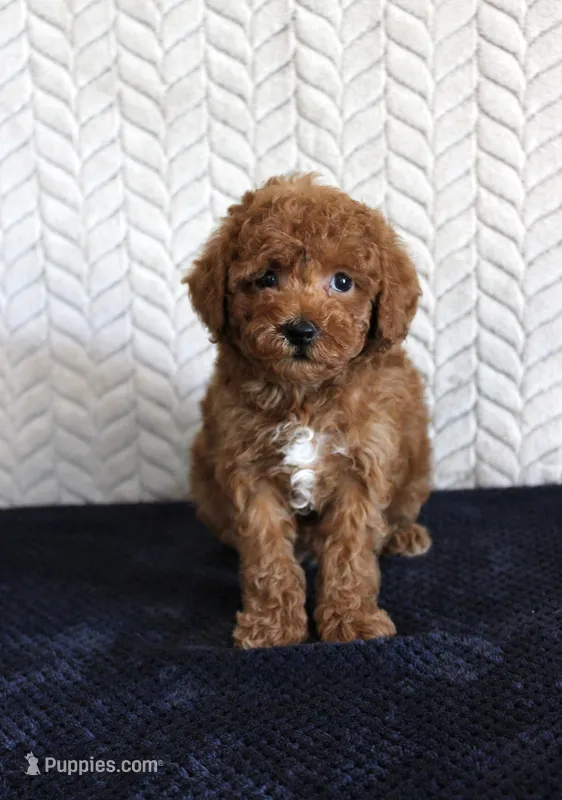 Sailor – Poodle - Toy  puppy for sale in Chatham, VA