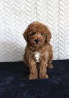Sailor, a male Poodle - Toy  for sale in Chatham, VA – 1 of 3