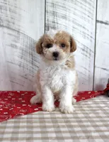 Jip, a male Poodle - Toy  for sale in Chatham, VA – 4 of 4