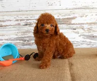 Fire, a male Poodle - Miniature  for sale in Chatham, VA – 5 of 5
