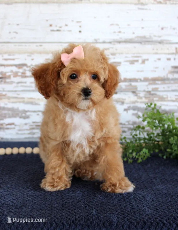 Penny – Poodle - Toy  puppy for sale in Chatham, VA