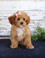 Penny, a female Poodle - Toy  for sale in Chatham, VA – 1 of 10