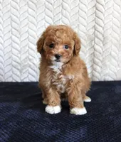 Summer, a female Poodle - Toy  for sale in Chatham, VA – 3 of 4