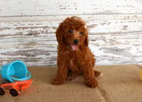 Nicki, a female Poodle - Miniature  for sale in Chatham, VA – 3 of 4