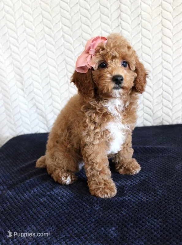 Bonnie – Poodle - Miniature  puppy for sale in Chatham, VA