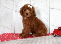Nicki, a female Poodle - Miniature  for sale in Chatham, VA – 5 of 10