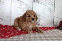 Jaz, a female Poodle - Toy  for sale in Chatham, VA – 5 of 5