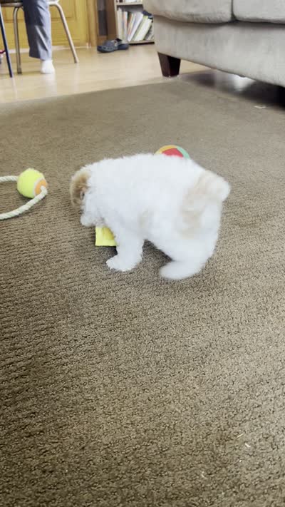 Poppy, a female Poodle - Toy  for sale in Chatham, VA – 10 of 10