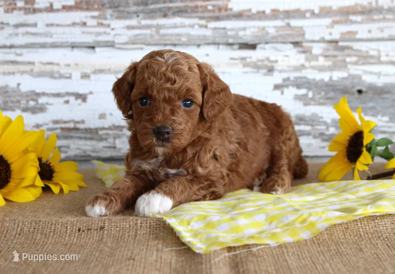 Chief – Poodle - Toy  puppy for sale in Chatham, VA