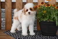 Nacho, a male Poodle - Miniature  for sale in Chatham, VA – 2 of 10