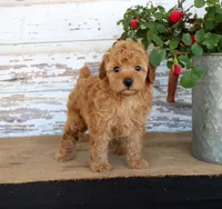 Copper, a male Poodle - Miniature  for sale in Chatham, VA – Photo 2 of 3