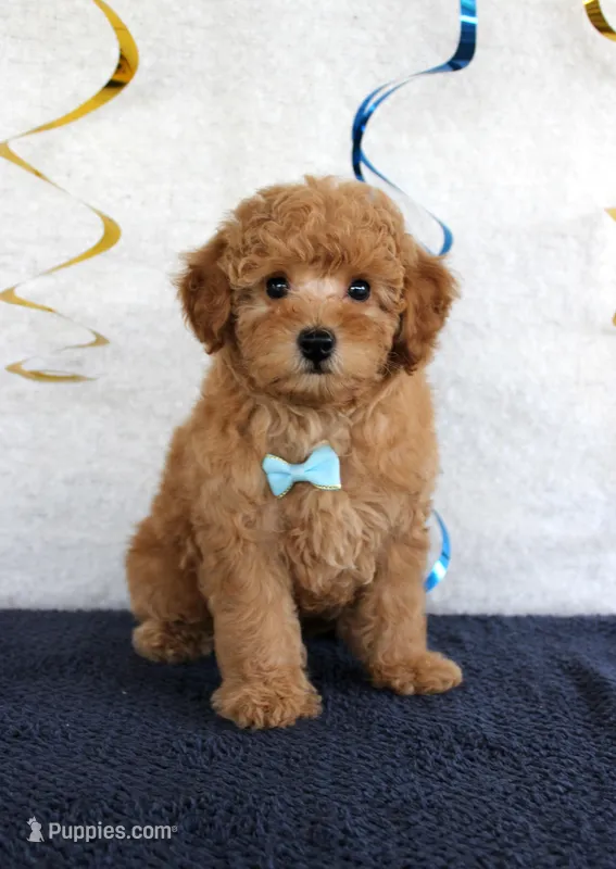 Copper – Poodle - Miniature  puppy for sale in Chatham, VA