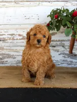 Copper, a male Poodle - Miniature  for sale in Chatham, VA – Photo 1 of 3