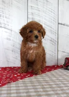 Bridget, a female Poodle - Toy  for sale in Chatham, VA – 5 of 5