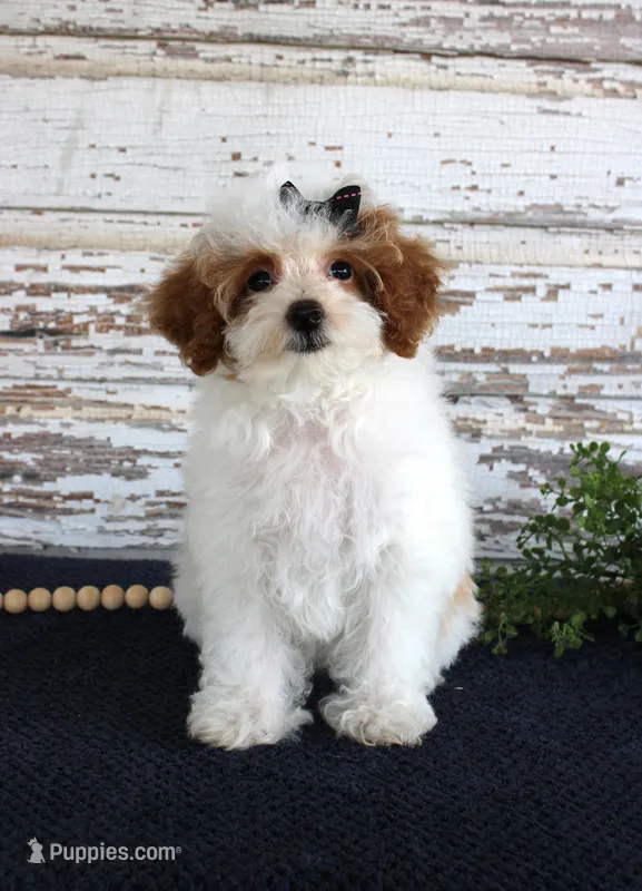 Poppy – Poodle - Toy  puppy for sale in Chatham, VA