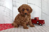 Wendy, a female Poodle - Miniature  for sale in Chatham, VA – 4 of 5