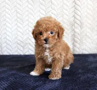 Sandy, a female Poodle - Toy  for sale in Chatham, VA – 3 of 4
