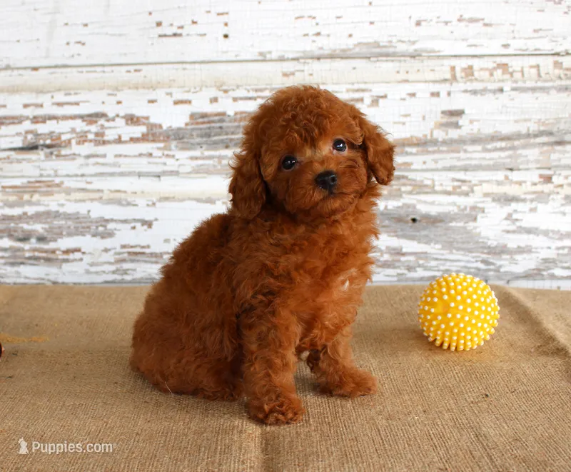 Fire – Poodle - Miniature  puppy for sale in Chatham, VA