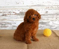 Fire, a male Poodle - Miniature  for sale in Chatham, VA – 1 of 5