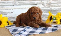 Champ, a male Poodle - Toy  for sale in Chatham, VA – 4 of 4
