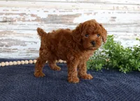 Rusty, a male Poodle - Toy  for sale in Chatham, VA – 4 of 4