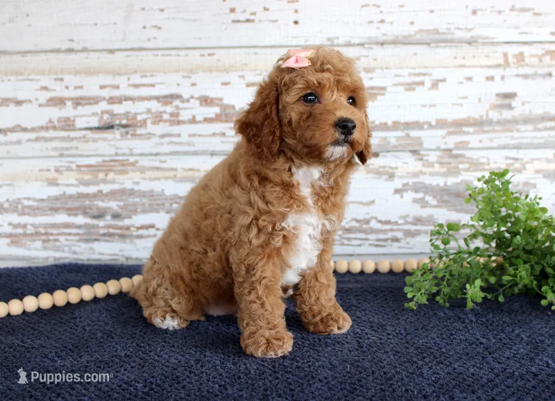 Bonnie – Poodle - Miniature  puppy for sale in Chatham, VA