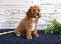 Bonnie, a female Poodle - Miniature  for sale in Chatham, VA – 1 of 3
