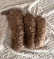 Clark, a male Poodle - Miniature  for sale in Chatham, VA – Photo 9 of 9