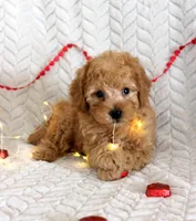 Clark, a male Poodle - Miniature  for sale in Chatham, VA – Photo 1 of 9