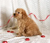 Clark, a male Poodle - Miniature  for sale in Chatham, VA – Photo 4 of 9