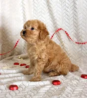 Clark, a male Poodle - Miniature  for sale in Chatham, VA – Photo 2 of 9