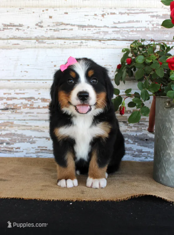 Marnie – Bernese Mountain Dog puppy for sale in Chatham, VA